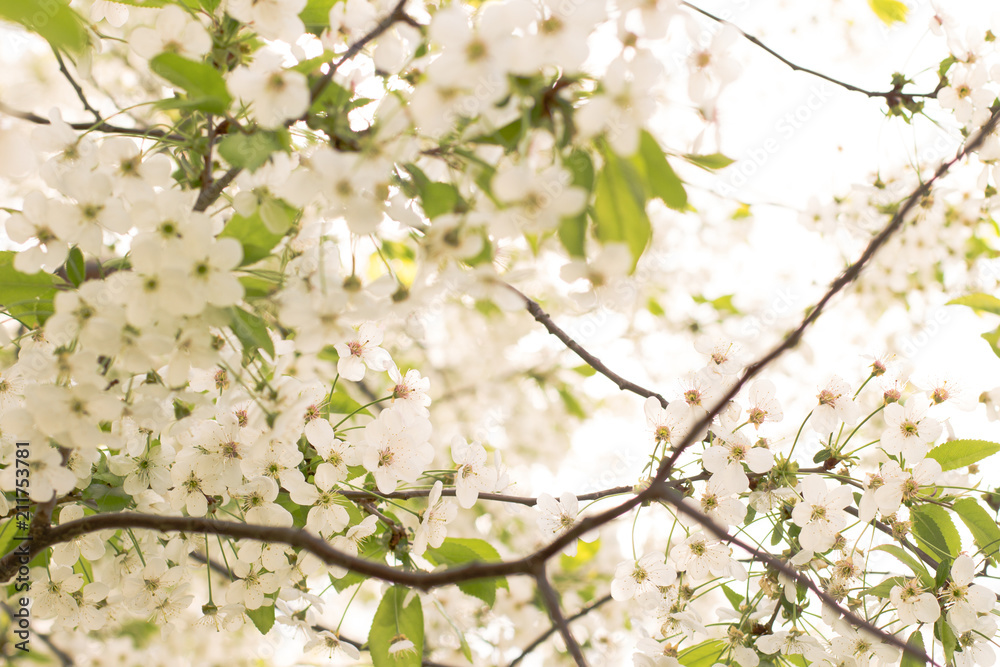 Beautiful cherry blossom (Sakura) flower at full bloom. Background or texture Beautiful cherry blossom (Sakura) flower at full bloom. Background or texture
