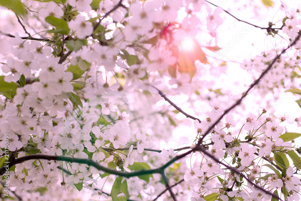 Beautiful pink cherry blossom (Sakura) flower at full bloom. Background Beautiful pink cherry blossom (Sakura) flower at full bloom. Background