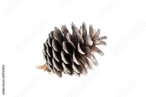 Pine cone isolated on white background
