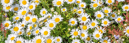 Daisy field panoramic background