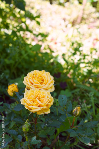 Yellow rose in the garden