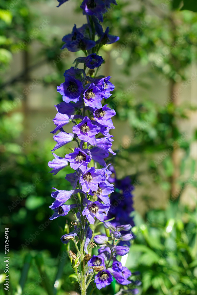 Delphinium flower blooming on blurred background Delphinium flower blooming on blurred background