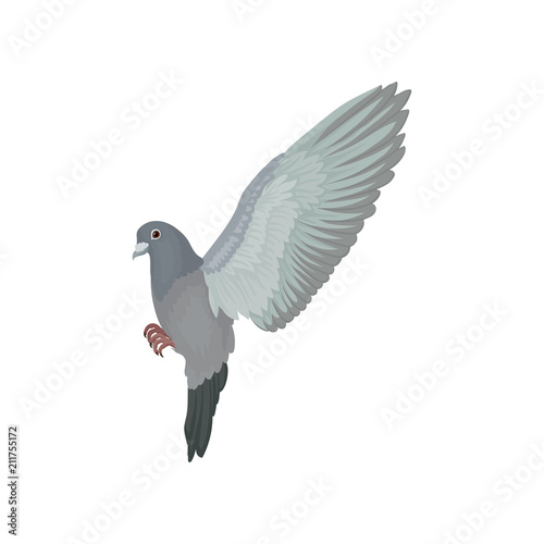 Grey urban pigeon flying vector Illustrations on a white background