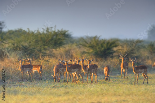 Impala (Apyceros melampus_ caught in the glow of the rising sun. Mkusi, kwazulu Natal. 