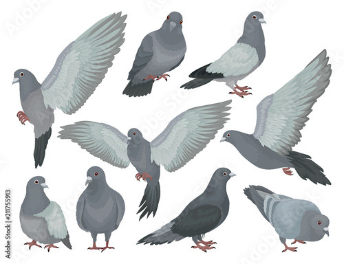 Grey pigeons set, doves in different poses vector Illustrations on a white background photo