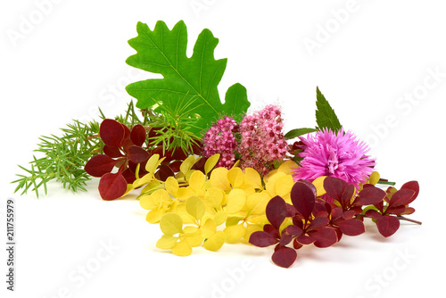Spring blooming barberry branches with yellow and red leaves, barbs and pink flower, template for text or design. Close-up.