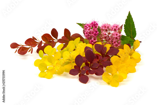 Spring blooming barberry branches with yellow and red leaves, barbs and pink flower, template for text or design. Close-up.