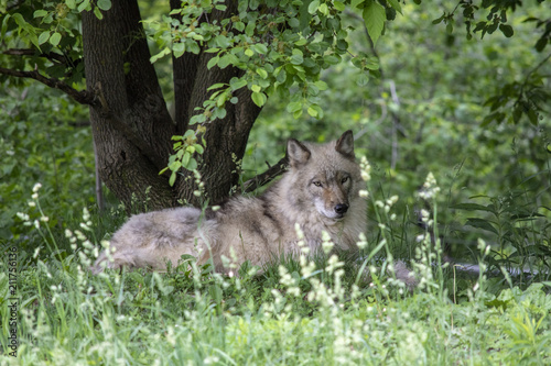 Wolf is under the tree