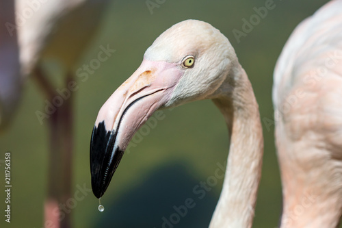 Portrait of a pink flamingo in nature