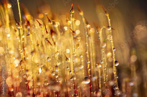 Yellow moss in dew drops at sunset © schankz