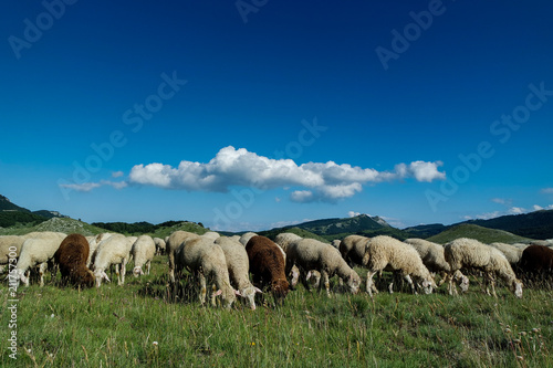 flock of sheep grazing in a meadow