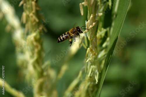 Bee works © Pavel