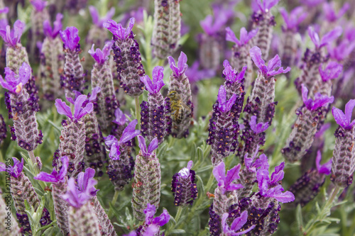 A bee in lavender field