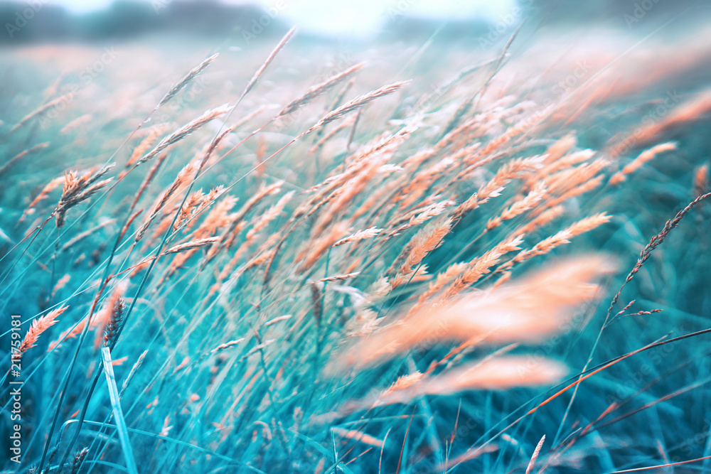 Fototapeta Wild field meadow blossoming grass on nature on wind, defocused, macro close-up. Abstract grass background. Beautiful  ecology nature landscape toned in vintage blue colors.