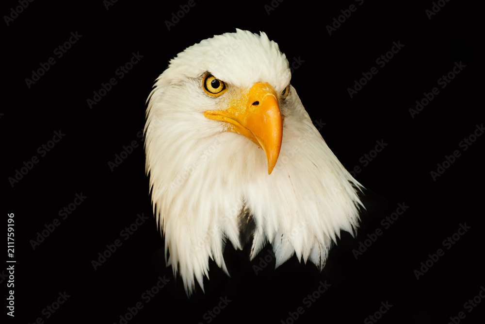 Naklejka premium Portret orła amerykańskiego na czarnym tle (Haliaeetus leucocephalus)