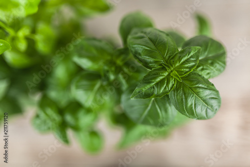 Basil growing in tin cans