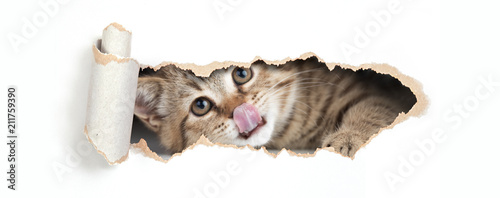 Funny cat looking through h...