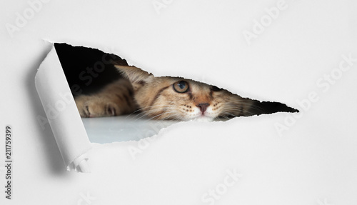 Funny cat looking through h...