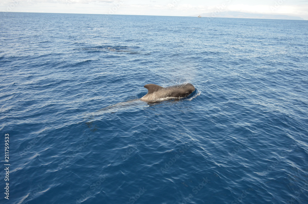 Fototapeta premium Pilot whale