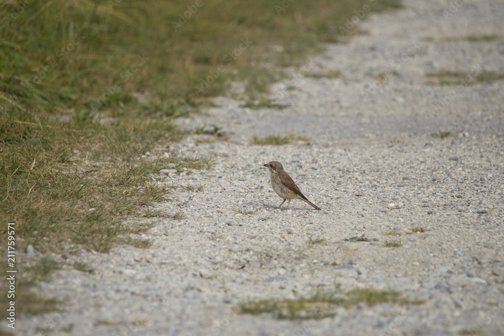 Obraz premium A Red-backed Shrike is sitting on a gritty dirt road on the ground