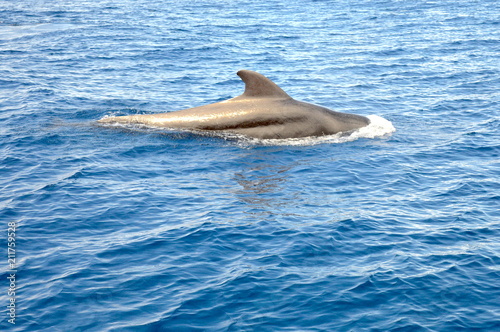 Pilot Whale