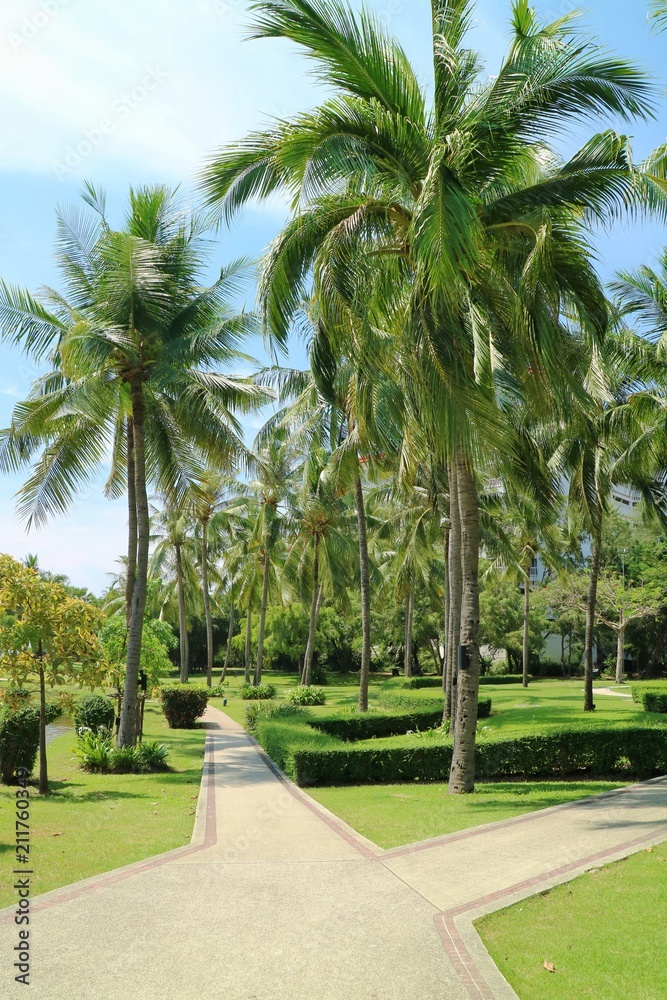 Coconut trees with other plant in tropical park in the morning of summer time.