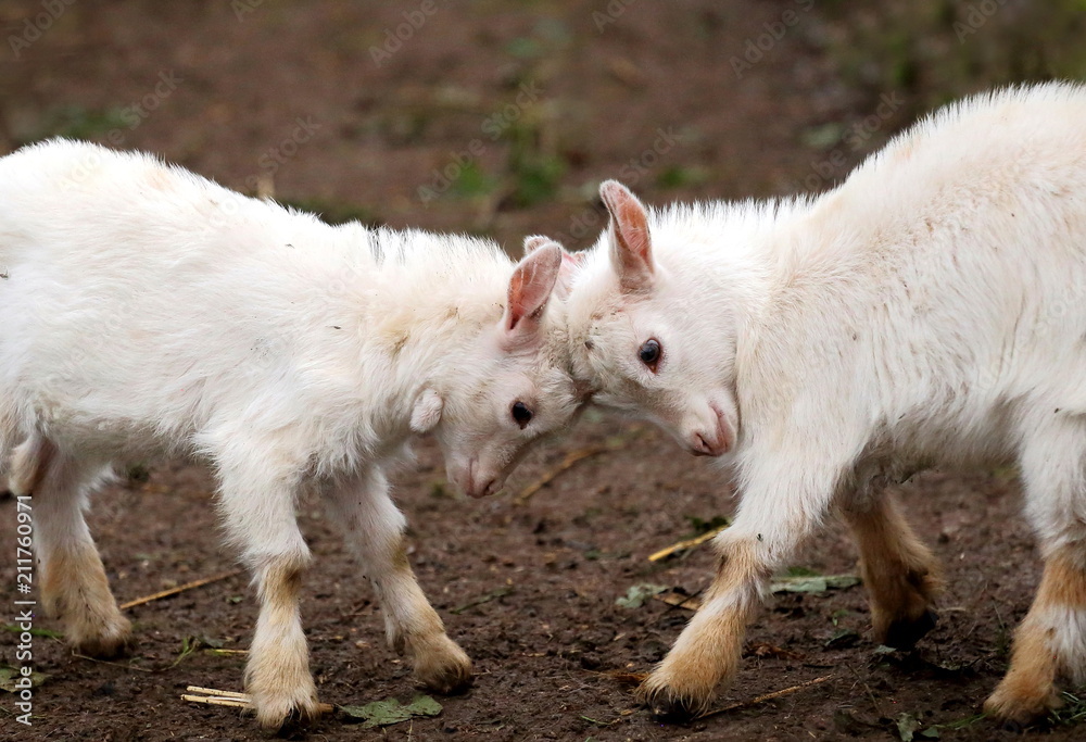 Two white goat kids are fighting just for play in a farm,it's call butting. Two white goat kids are fighting just for play in a farm,it's call butting.