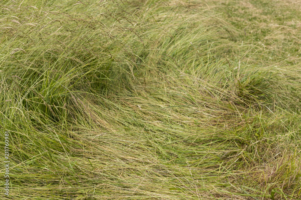 A long leaf flatten squashed bushy green grass - close up background A long leaf flatten squashed bushy green grass - close up background