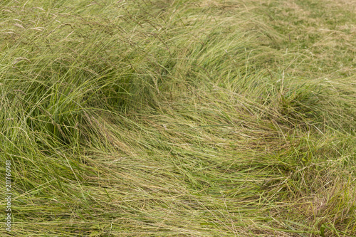 Fototapeta Naklejka Na Ścianę i Meble -  A long leaf flatten squashed bushy green grass - close up background