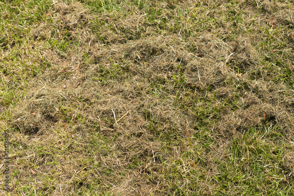 Green fresh mown grass covered by dry hay close up Green fresh mown grass covered by dry hay close up
