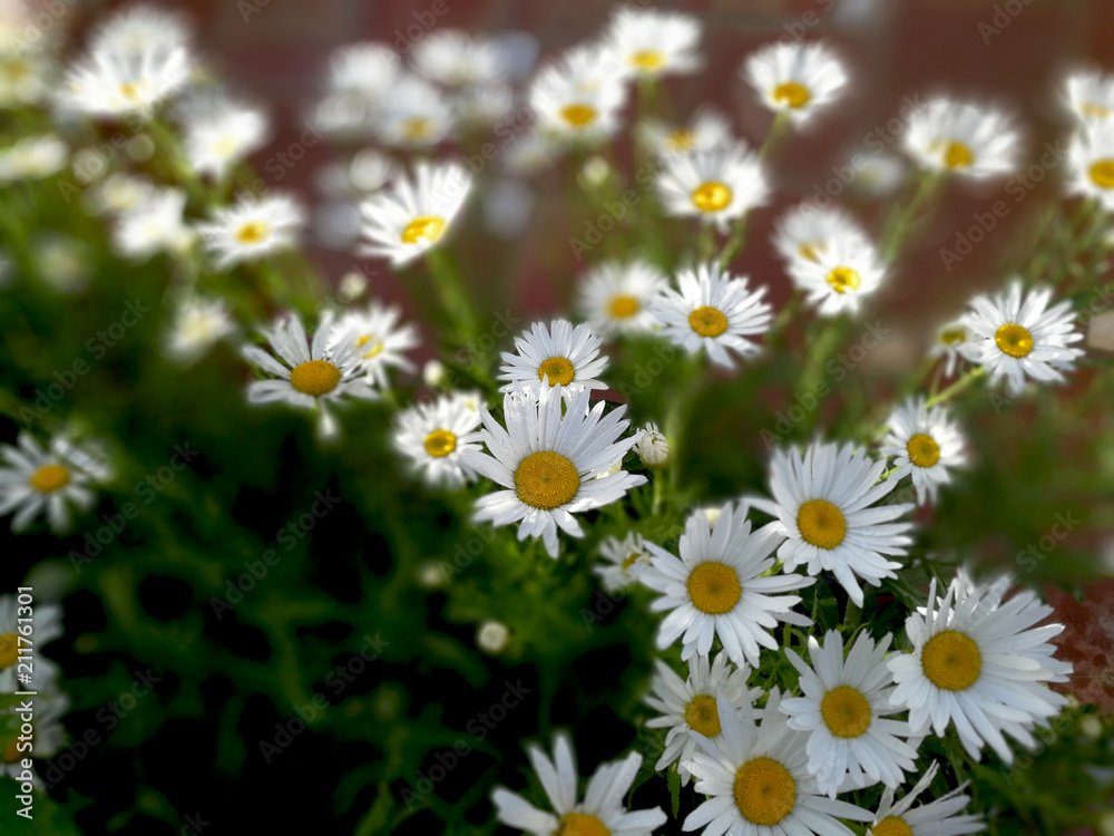 Fototapeta premium daisies at garden on grenery