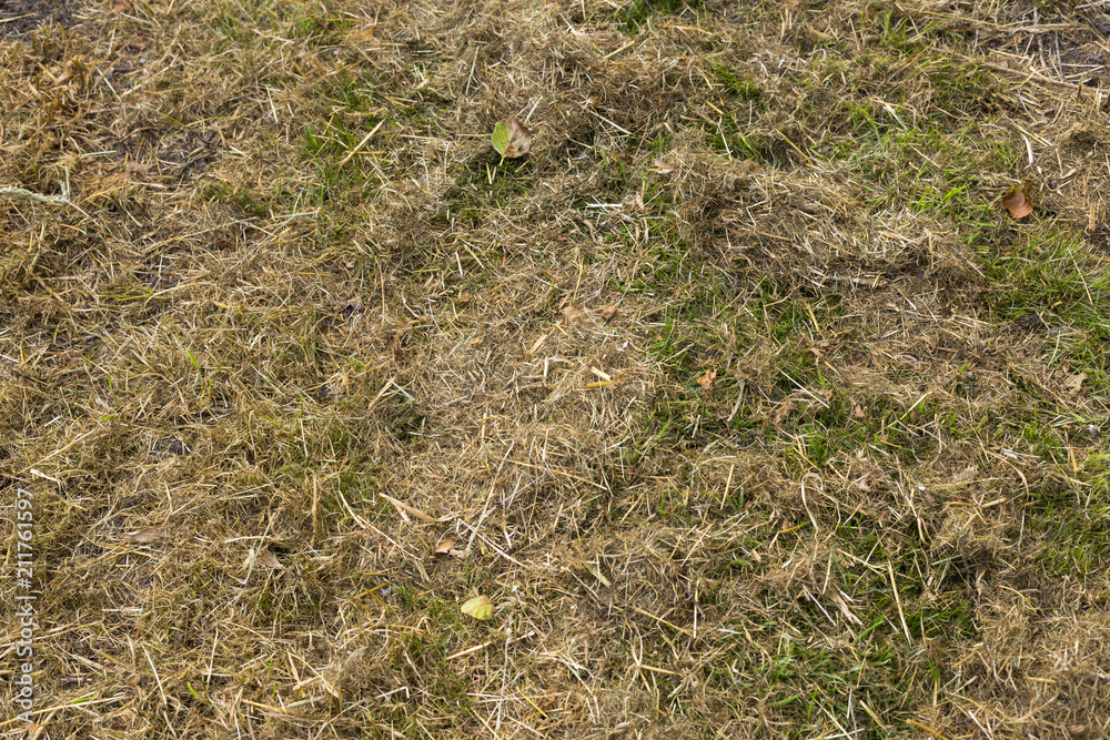 Green fresh mown grass covered by dry hay close up Green fresh mown grass covered by dry hay close up