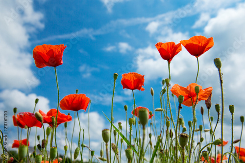 poppy flowers under blue sky and sunlight
