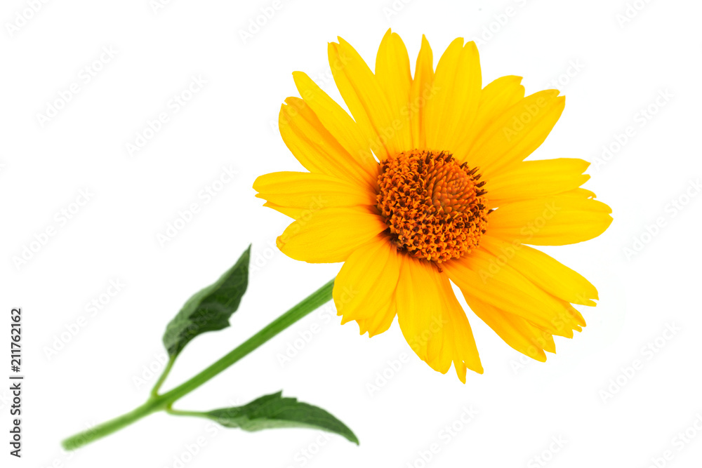 Obraz premium Yellow daisy flower closeup