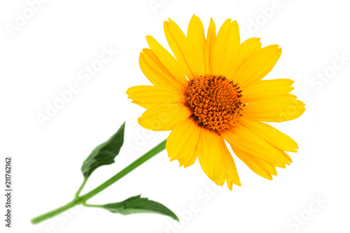 Fotomurale Yellow daisy flower closeup