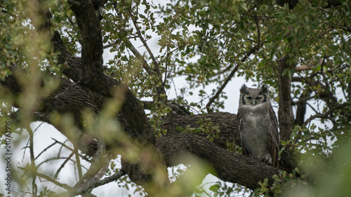 Milchuhu, Verreaux's eagle-owl (Bubo lacteus), Südafrika, Afrika photo