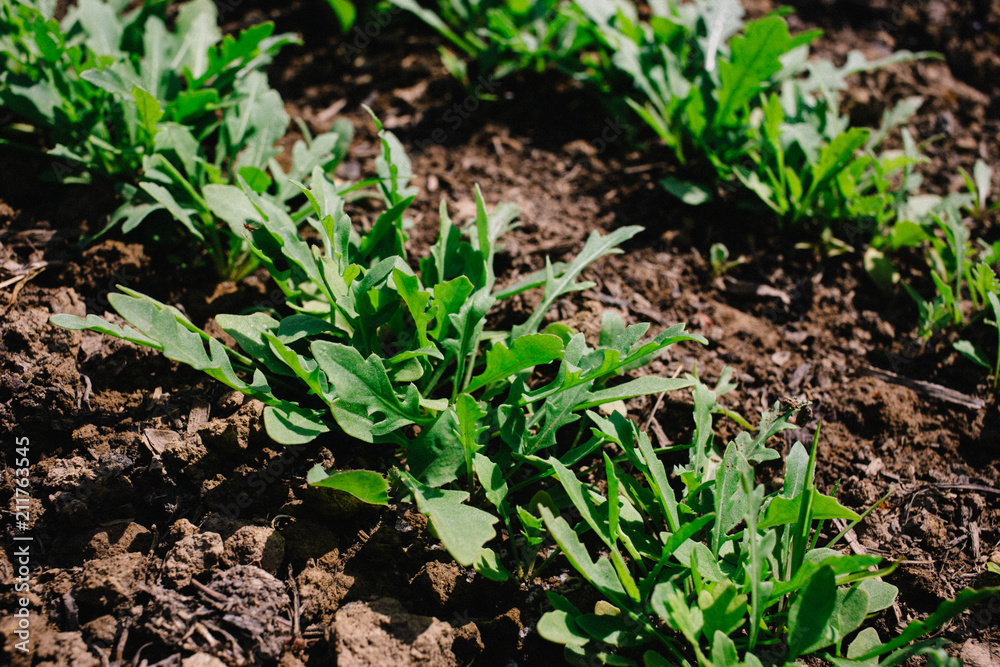 Young sprouts of Basil and arugula in the garden, growing spices. Organic leaf vegetable gardening. Young sprouts of Basil and arugula in the garden, growing spices. Organic leaf vegetable gardening.
