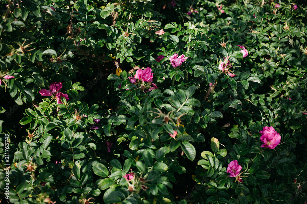 Obraz premium High growing bushes of fragrant pinkrose in the garden