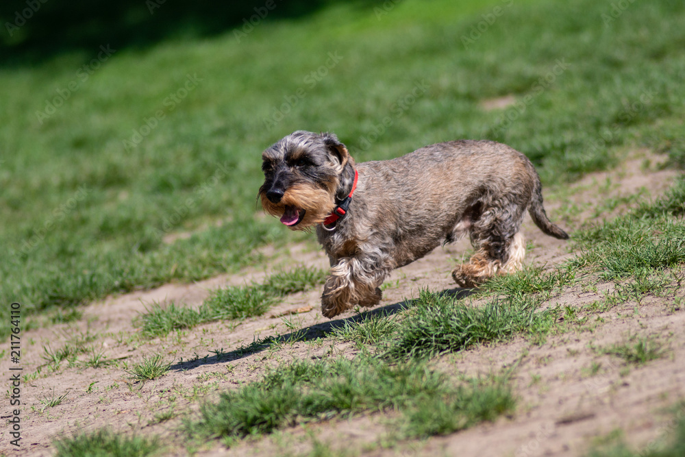 Cane terrier meticcio che corre nel prato Cane terrier meticcio che corre nel prato