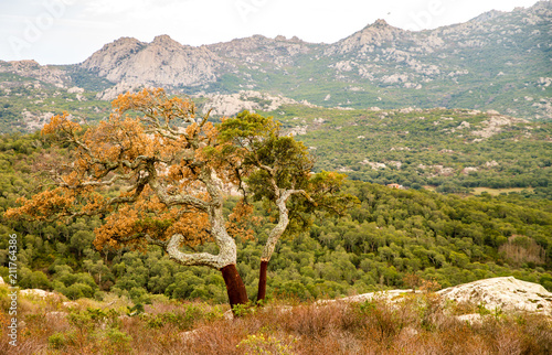 Photos Ein Korbaum in der Tempio Pausania auf Sardinien