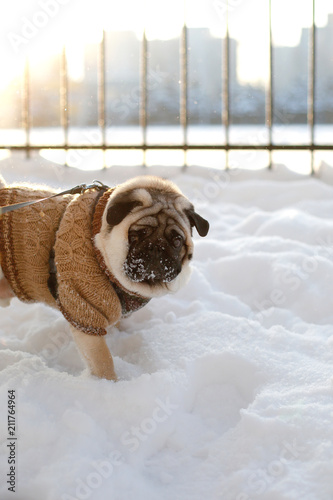 Cuadro en lienzo mops