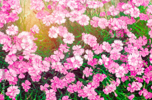 beautiful spring flowers Rose Maiden Pinks growing in the garden on a sunny day, background for design, natural wallpaper © Andrii Yalanskyi