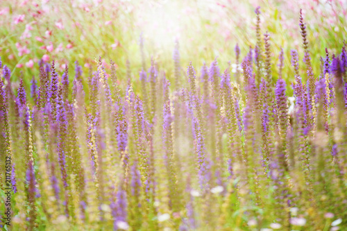 Fototapeta Naklejka Na Ścianę i Meble -  Lavender meadow against sun light flare. Nature background and empty copy space for Editor's text.