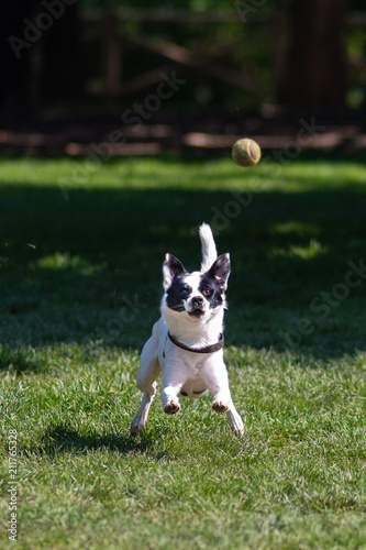 Cane bianco e nero nel parco che gioca a prendere la pallina da tennis gialla photo