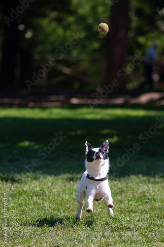 Cane bianco e nero nel parco che gioca a prendere la pallina da tennis gialla