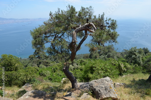 landscape pine tree sky nature sea island rock mountain