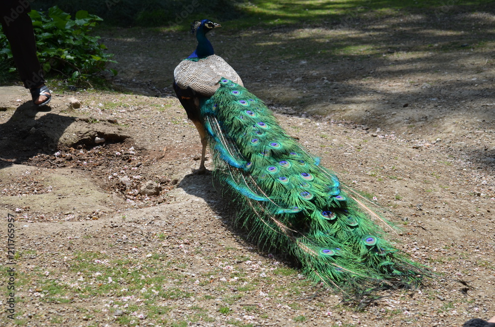 Fototapeta premium beauty peacock bird blue gracefulness contrast