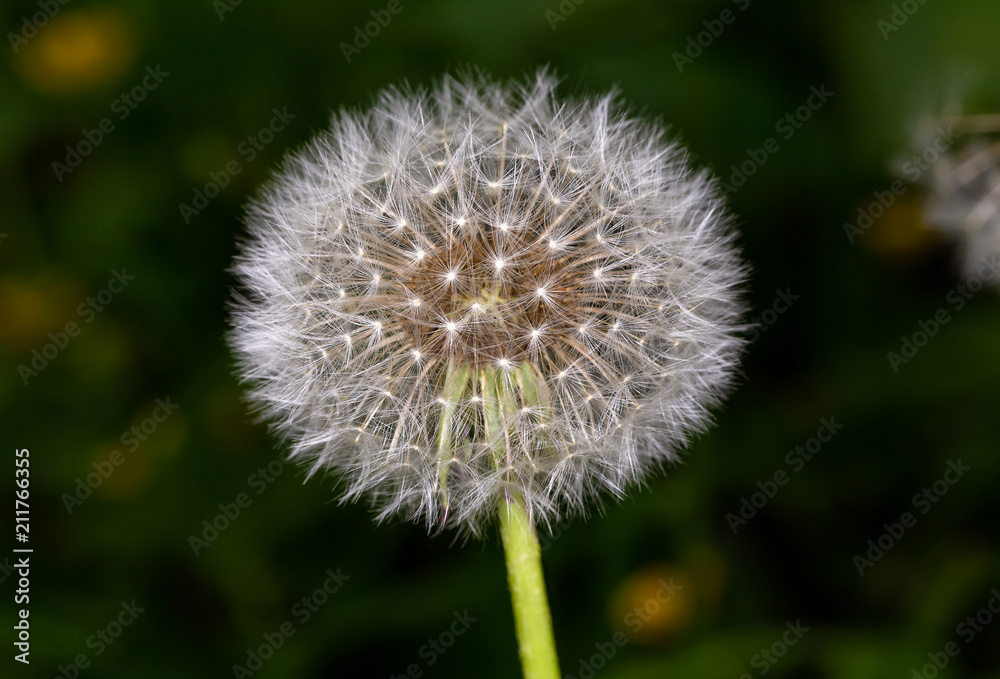 Fluffy dandelion. The seeds of a dandelion. 
