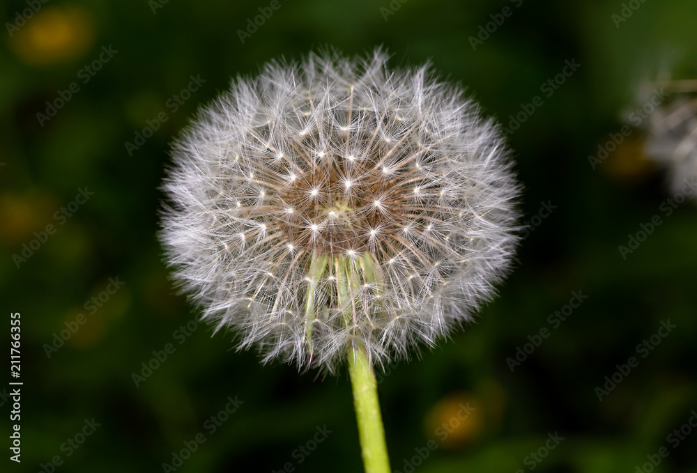 Fluffy dandelion. The seeds of a dandelion. Fluffy dandelion. The seeds of a dandelion.