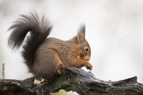 Squirrel, rodent © Gert Hilbink